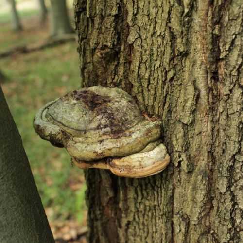 Fomes fomentarius 