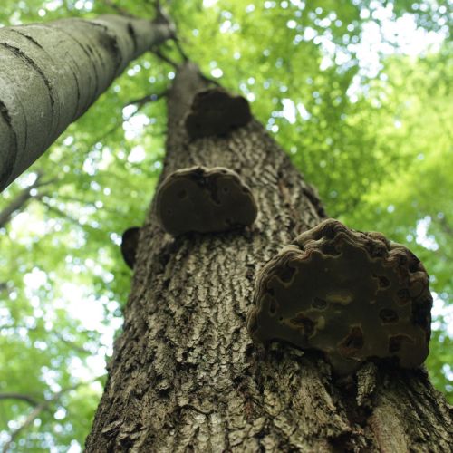 Fomes fomentarius 