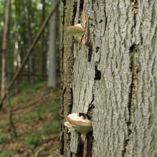 Fomes fomentarius 