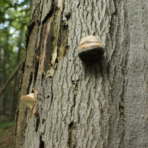 Fomes fomentarius 