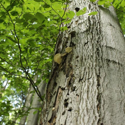 Fomes fomentarius 