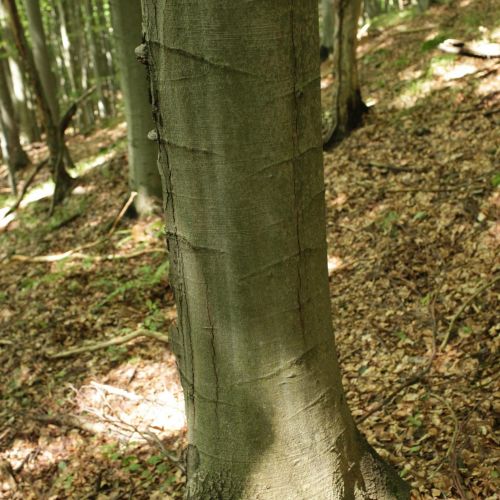 Fomes fomentarius 