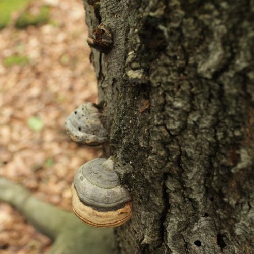 Fomes fomentarius 