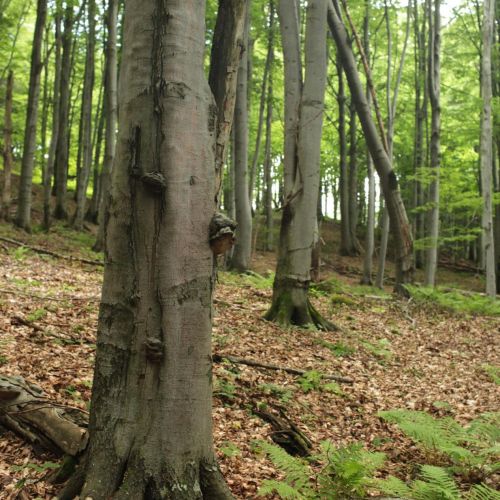 Fomes fomentarius 