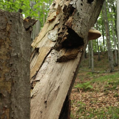 Fomes fomentarius 