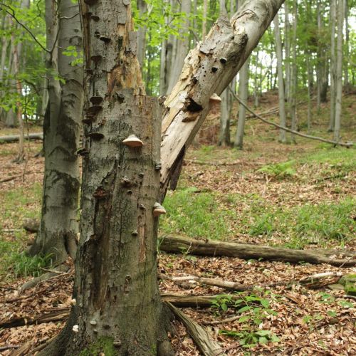 Fomes fomentarius 