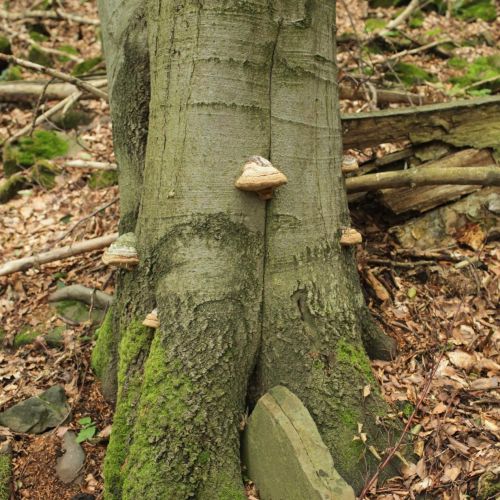 Fomes fomentarius 