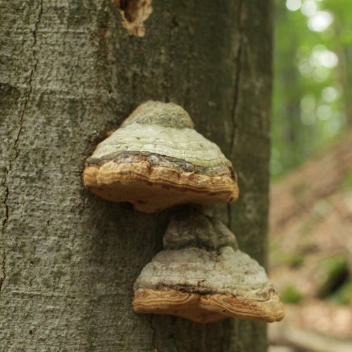 Fomes fomentarius 