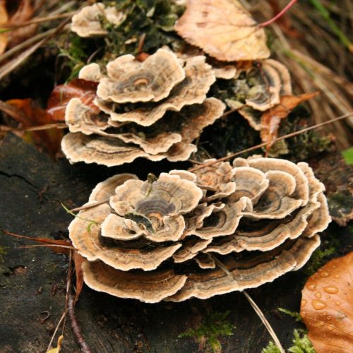 Trametes versicolor