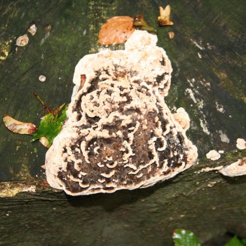 Trametes versicolor