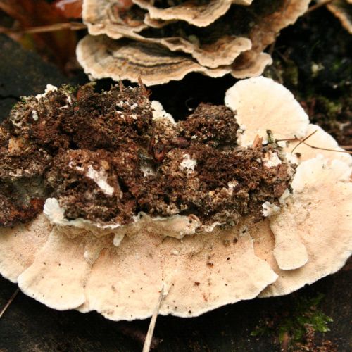 Trametes versicolor