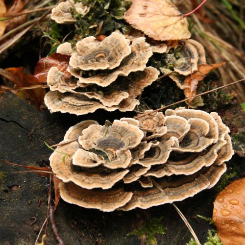 Trametes versicolor