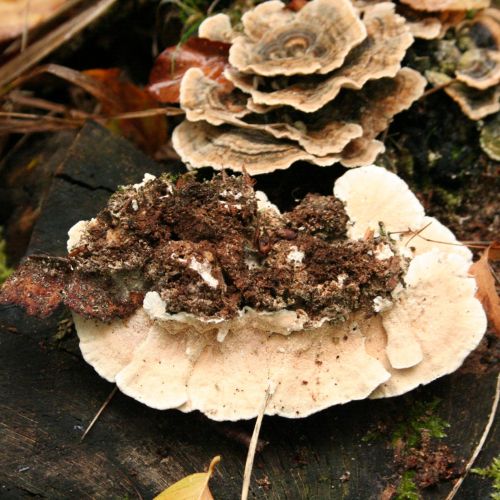 Trametes versicolor