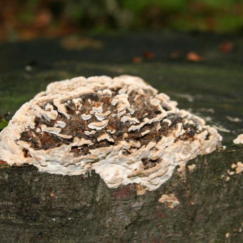 Trametes versicolor