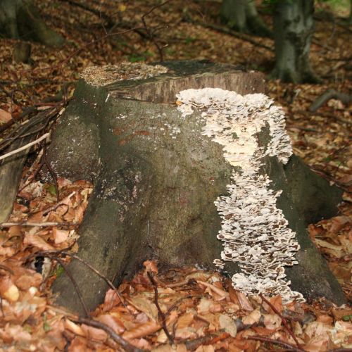 Trametes versicolor