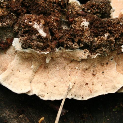 Trametes versicolor