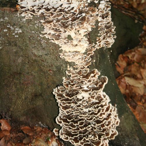 Trametes versicolor