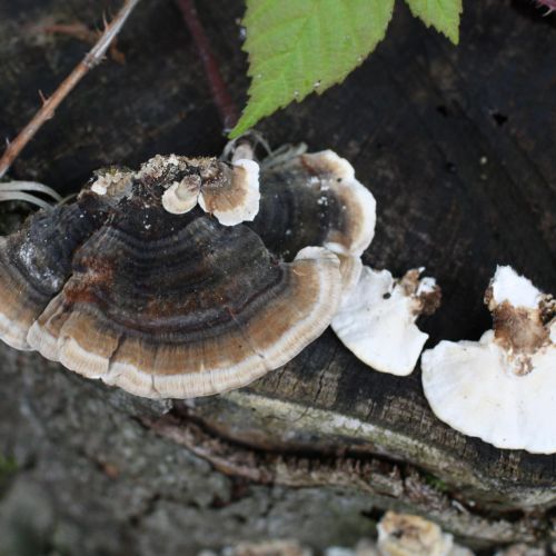 Trametes versicolor