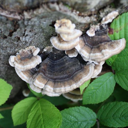 Trametes versicolor