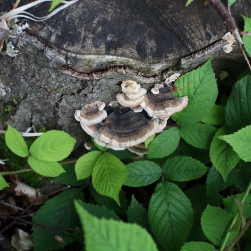 Trametes versicolor