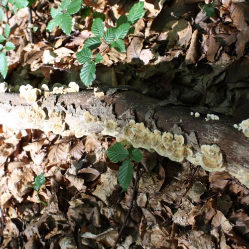 Trametes versicolor