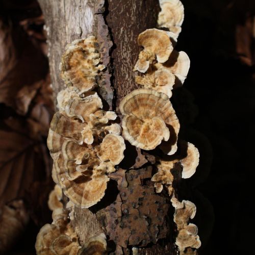 Trametes versicolor