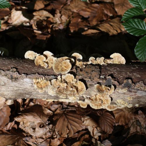 Trametes versicolor