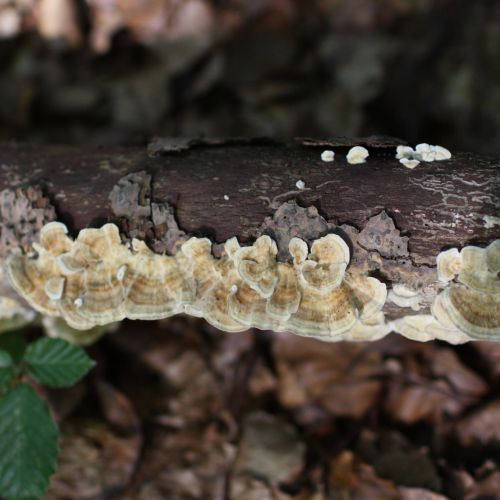 Trametes versicolor