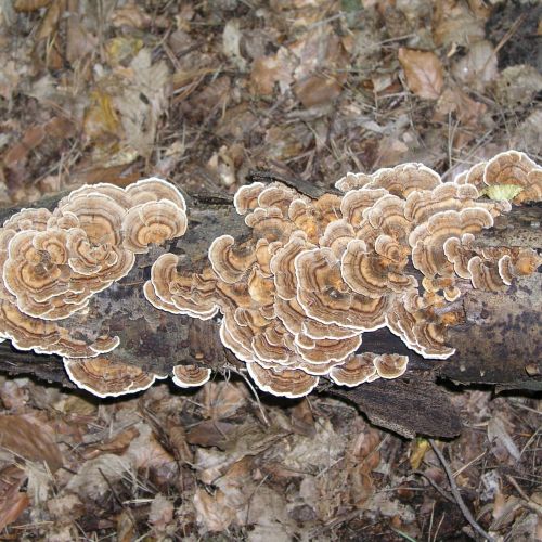 Trametes versicolor