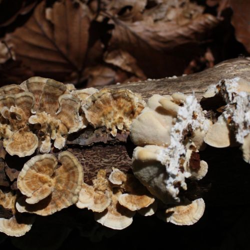 Trametes versicolor