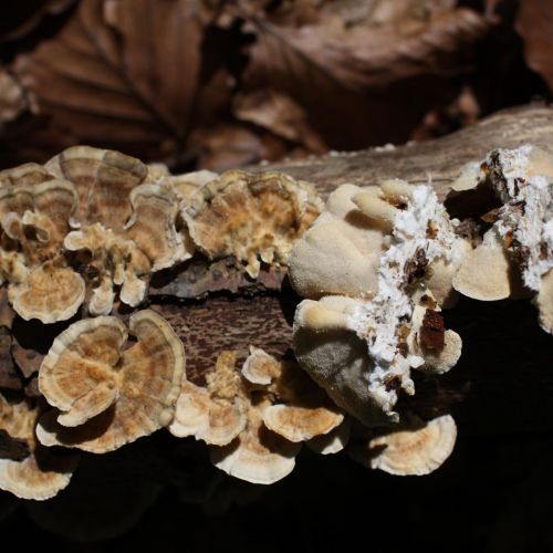 Trametes versicolor