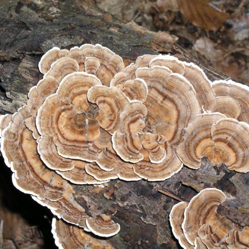 Trametes versicolor