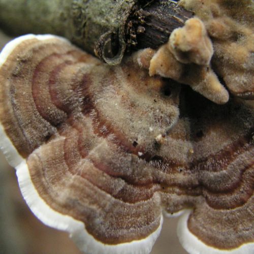 Trametes versicolor