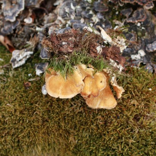 Trametes versicolor