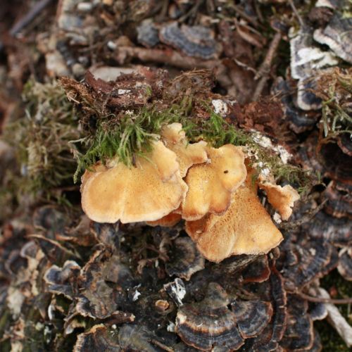 Trametes versicolor