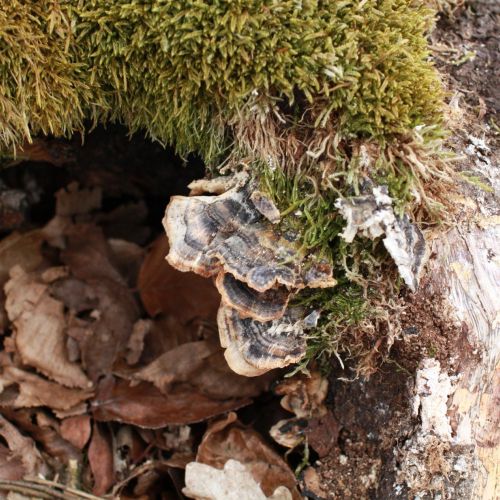 Trametes versicolor