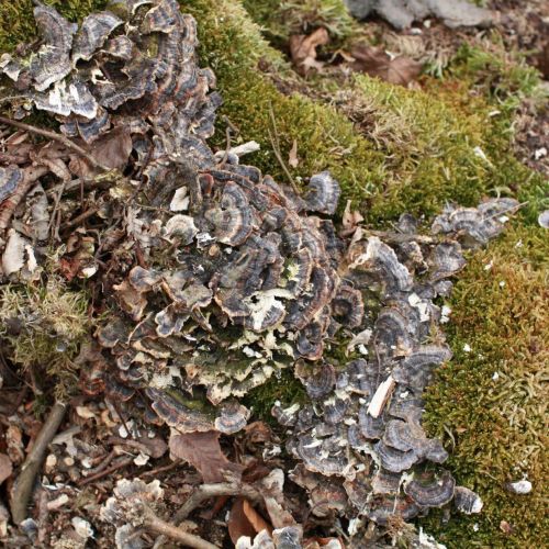 Trametes versicolor