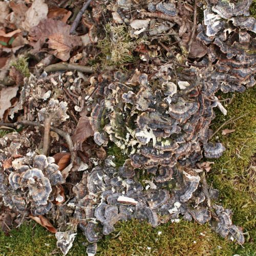 Trametes versicolor