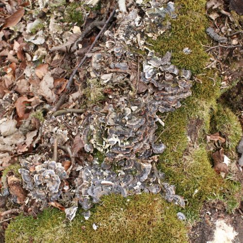 Trametes versicolor