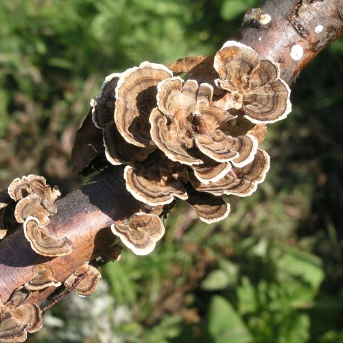 Trametes versicolor