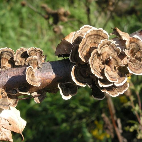 Trametes versicolor