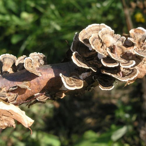 Trametes versicolor