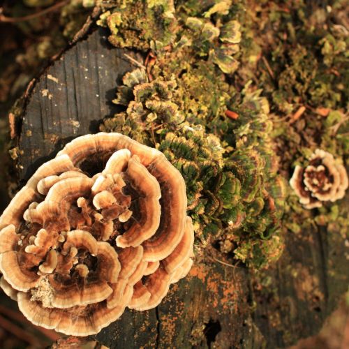 Trametes versicolor