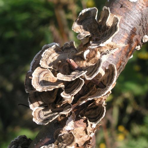 Trametes versicolor