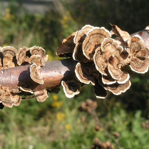 Trametes versicolor