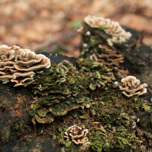 Trametes versicolor