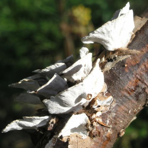 Trametes versicolor