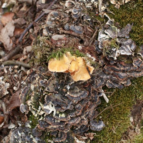 Trametes versicolor