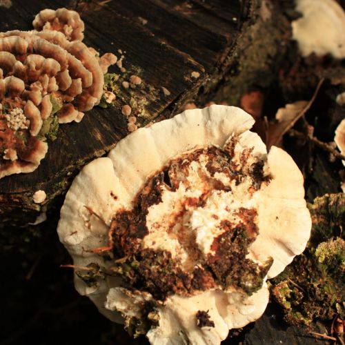 Trametes versicolor