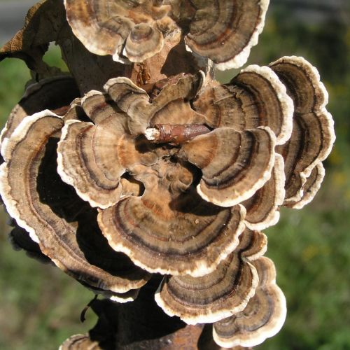 Trametes versicolor